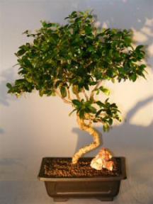 Flowering Fukien Tea  Bonsai Tree <br><i>(ehretia microphylla)</i>