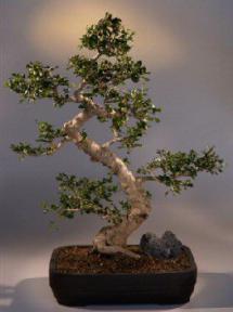 Fukien Tea Bonsai Tree<br><i>(carmona)</i>