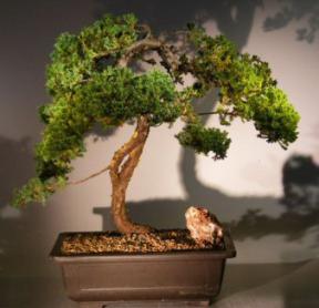 Juniper Bonsai Tree<br><i>(juniper procumbens nana)</i>