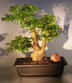 Flowering Fukien Tea Bonsai Tree <br><i>(ehretia microphylla)</i>