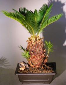 Sago Palm Bonsai Tree - With Baby<br><i>(cycas revoluta)</i>