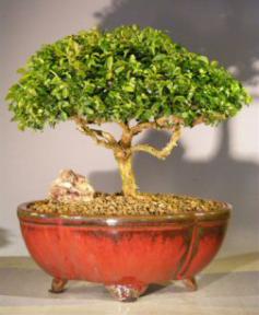 Japanese Kingsville Boxwood Bonsai Tree<br><i>(buxus microphylla compacta)</i>