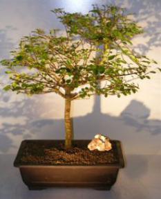 Lavender Star Flower Bonsai Tree<br><i>(Grewia Occidentalis)</i>