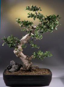 Fukien Tea Bonsai Tree<br><i>(carmona)</i>