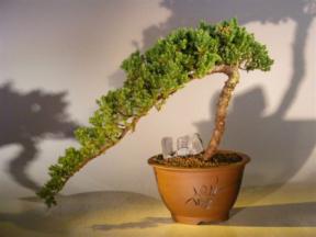 Juniper Bonsai Tree Cascade<br><i>(juniper procumbens nana)</i>