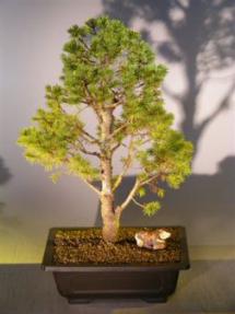 Dwarf Alberta Spruce Bonsai Tree<br><i>(Picea Glauca Conica)</i>