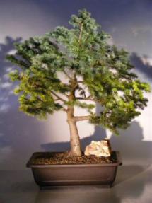 Colorado Blue Spruce Bonsai Tree<br><i>(picea pungens 'montgomery')</i>