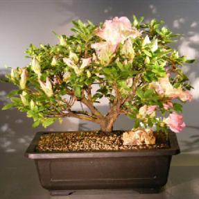 Flowering Azalea<br><i>( Azalea 