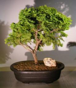 Dwarf Hinoki Cypress<br><i>(chamaecyparis obtusa 'gold drop')</i>