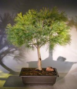 Dwarf Swiss Stone Pine Bonsai Tree<br><i>(pinus cembra 'pygmaea')</i>