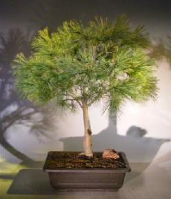 bonsai dwarf pine swiss stone tree pinus cembra pygmaea bonsaiboy catalog