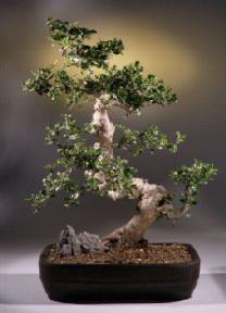 Fukien Tea Bonsai Tree<br><i>(carmona)</i>