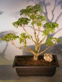 Dwarf Flowering Andromeda Bonsai Tree<br><i>(pieris japonica 'bonsai')</i>