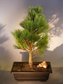 Dwarf Swiss Stone Pine Bonsai Tree<br><i>(pinus cembra 'pygmaea')</i>