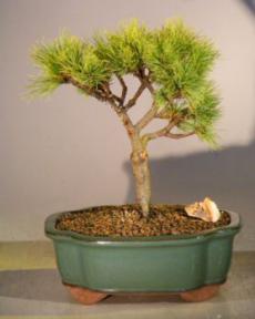 White Pine Bonsai Tree<br><i>(pinus strobus 'horsford')</i>