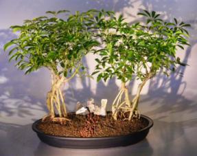 Hawaiian Umbrella Bonsai Tree <br>Banyan Style - Double Planting<br> (<i>arboricola schefflera</i>)