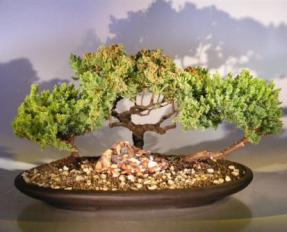 Juniper Bonsai Tree - Three Forest Group<br><i>(juniper procumbens nana)</i>