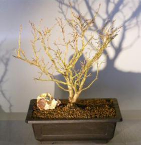 Flowering Top Hat Blueberry Bonsai Tree<br><i>(vaccinium corymbosum argustifolium)</i>