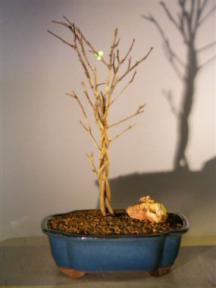 Japanese Flowering Quince Bonsai - Seven (7) Tree Braided Trunk<br><i>(chaenomles 'toyo-nishiki')</i>