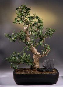 Fukien Tea Bonsai Tree<br><i>(carmona)</i>