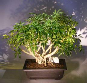 Hawaiian Umbrella Bonsai Tree<br> Banyan Root Style<br>(<i>arboricola schefflera</i>)