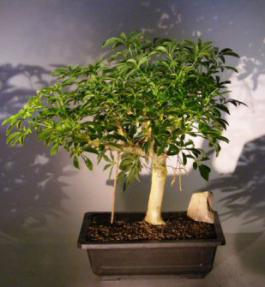 Hawaiian Umbrella Bonsai Tree  Banyan Style<br><i> (arboricola schefflera)</i>