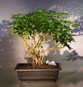 Hawaiian Umbrella Bonsai Tree Banyan Style <br><i>(arboricola schefflera)</i>