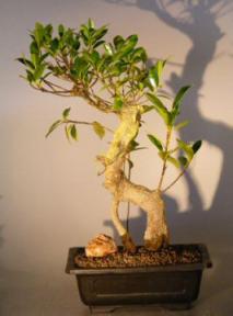 Ficus Retusa Bonsai Tree With Banyan Roots<br><i>(ficus retusa)</i>