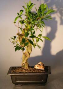 Ficus Retusa Bonsai Tree With Banyan Roots<br><i>(ficus retusa)</i>