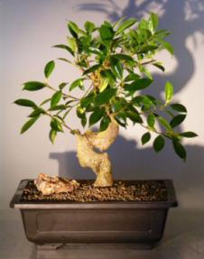 Ficus Retusa Bonsai Tree with