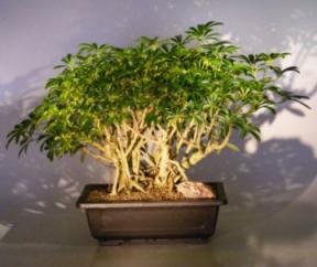 Hawaiian Umbrella Bonsai Tree <br> Banyan Style<br>(<i>arboricola schefflera</i>)