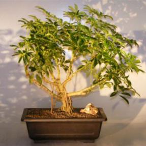 Hawaiian Umbrella Bonsai Tree  Banyan Style<br><i>(arboricola schefflera)</i>