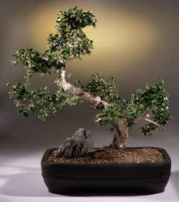 Fukien Tea Bonsai Tree<br><i>(carmona)</i>