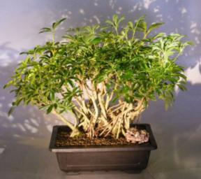 Hawaiian Umbrella Bonsai Tree Banyan Style<br><i>(arboricola schefflera)</i>