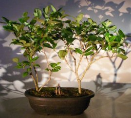Flowering Ligustrum Bonsai Tree - Two Tree Group<br><i>(ligustrum lucidum)</i>