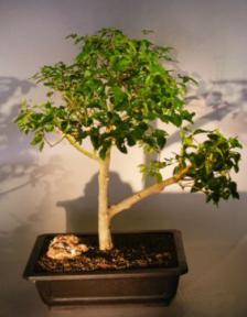 Flowering Ligustrum Bonsai Tree<br><i>(ligustrum lucidum)</i>