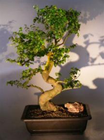 Flowering Ligustrum Bonsai Tree<br><i>(ligustrum lucidum)</i>