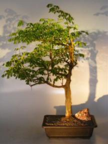 Flowering Brazilian Raintree Bonsai Tree <br><i>(pithecellobium tortum)</i>