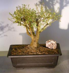 Dwarf Yaupon Holly<br><i>(ilex vomitoria 'Schelling's Dwarf')</i>