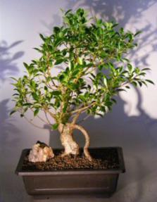 Ficus Retusa Bonsai Tree<br><i>('nitida')</i>