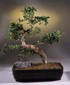 Fukien Tea Bonsai Tree<br><i>(carmona)</i>