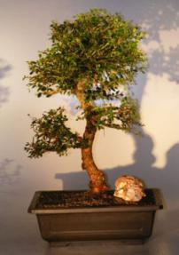 Chinese Elm Bonsai Tree <br>(ulmus parvifolia)