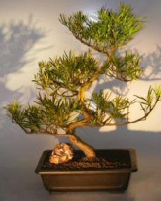 Flowering Podocarpus Bonsai Tree<br><i>(podocarpus macrophyllus)</i>