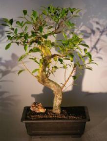 Ficus Retusa Bonsai Tree with Curved Shaped Trunk<br><i>(ficus retusa)</i>