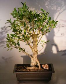 Ficus Retusa Bonsai Tree with Banyan Roots<br><i>(ficus retusa)</i>