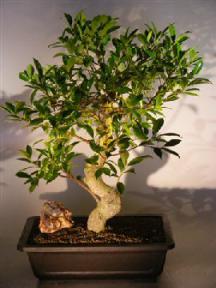 Ficus Retusa Bonsai Tree with Curved Shaped Trunk (ficus retusa)