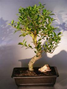 Ficus Retusa Bonsai Tree with Curved Shaped Trunk<br><i>(ficus retusa)</i>
