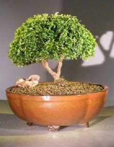 Japanese Kingsville Boxwood Bonsai Tree<br><i>(buxus microphylla compacta)</i>