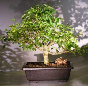 Flowering Ligustrum Bonsai Tree<br><i> (ligustrum lucidum)</i>