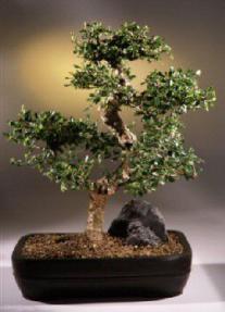 Fukien Tea Bonsai Tree<br><i>(carmona)</i>